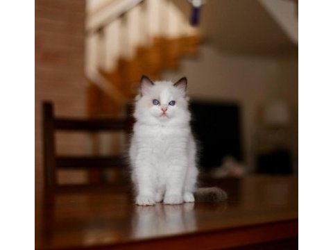 Asil duruşlu ragdoll 
