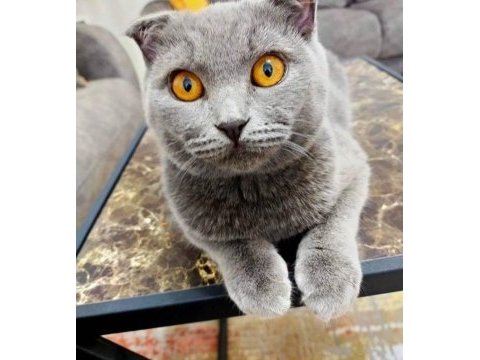 Sahiplendirilecek scottish fold