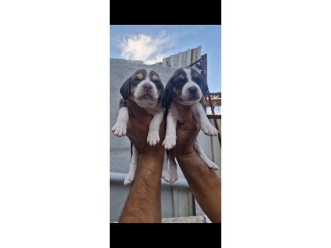 Çiftlikten beagle yavrular