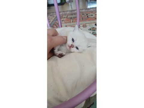 Sütten kesilmek üzere persian yavrular