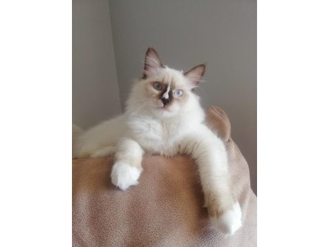 Ragdoll erkek kedim