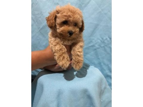 Maltipoo istanbul