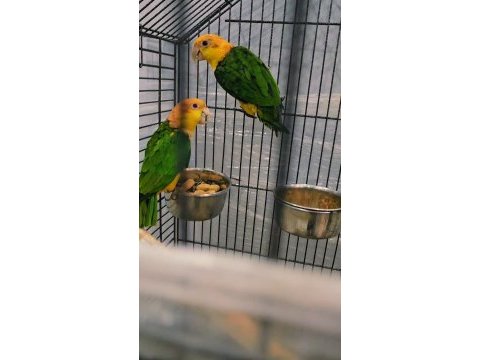 Egitimlik portakal kafa caique
