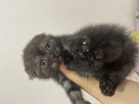Scottish fold çikolata