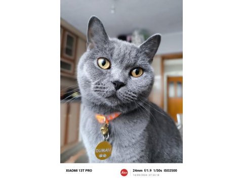 Bal gözlü british shorthair