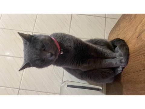 3 yaşında dişi russian blue