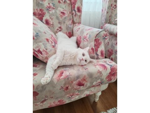 1.5 yaşında beyaz british shorthair uysal ve çok evcil