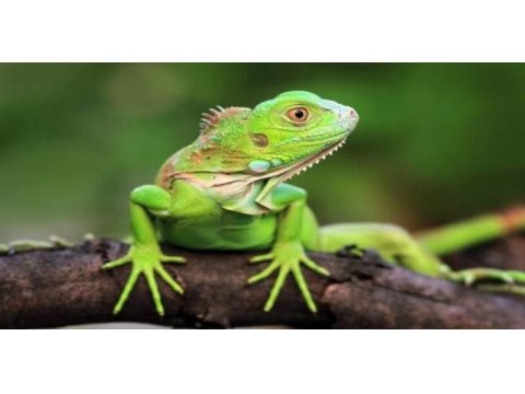Faturalı ve evraklı ıguana ön rezerve