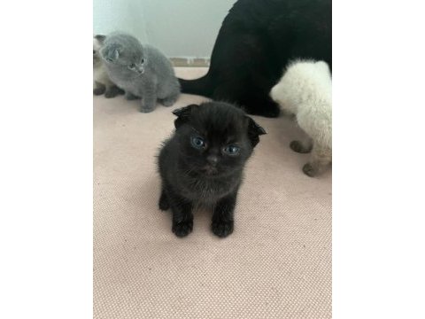 British shorthair scottish fold yavruları