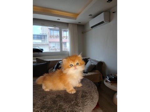 Show kalite full şecereli ny 12 british longhair