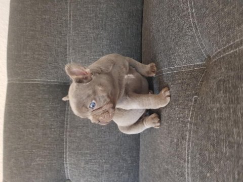 Harika anatomi harika french bulldog yavrular