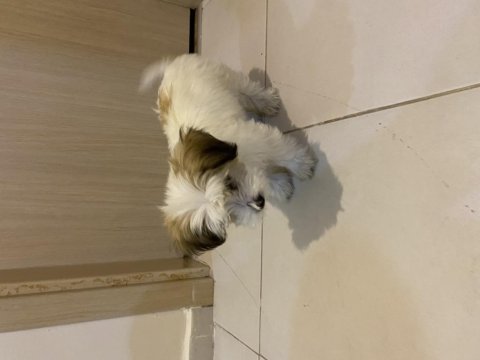 1.5 aylık erkek köpeğimiz