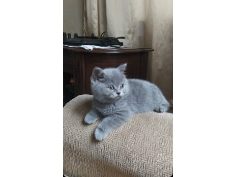 Yavru british shorthair