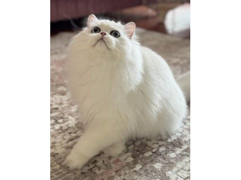 Kısırlaştırma şartıyla ücretsiz aşırı sevecen kedimiz