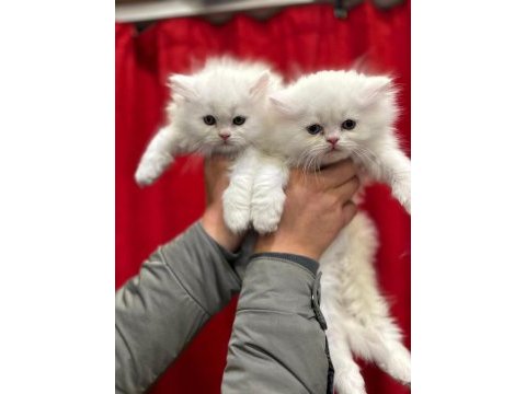 British longhair yavrularımız