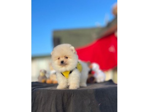 Pomeranian teddy face yavrular