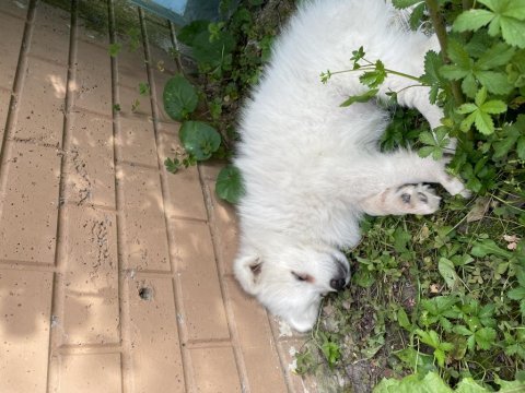 2 aylık yavru samoyed