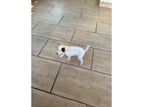 Jack russell yavruları