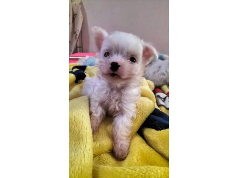 Yeni yavru köpeklerimiz sahiplerini bekliyorlar