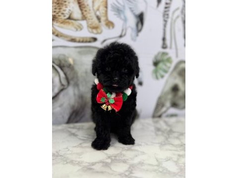 2 aylık siyah dişi maltipoo yavru