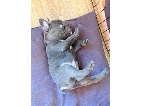 Mavi gözlü blue french bulldog bebekler