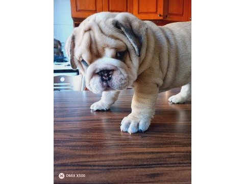 Show kalite egzotik english bulldog