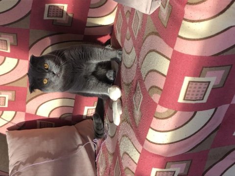 Scottish fold oğlumuza gelin arıyoruz
