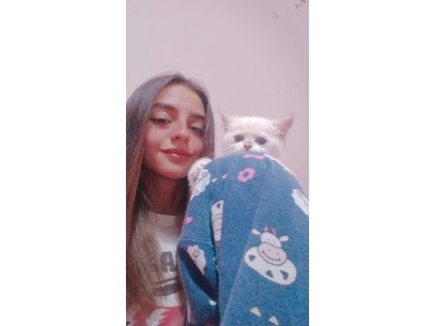 British longhair yavru kedimiz