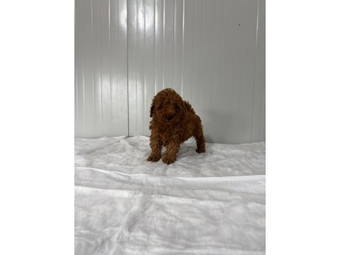 Dişi toy poodle minik güzellik