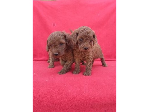 Kaliteli poodle yavrularımız
