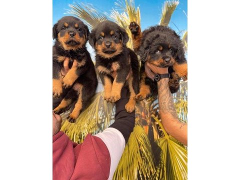 Rottweiler yavrularımız hazırdır