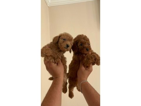 Poodle bebekler uygun verilecek