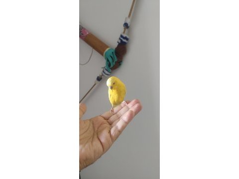 Muhabbet kuşu kafesiyle birlikte