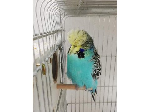 Ev ortamında bakılan şov jumbo ve yavru muhabbet kuşlar
