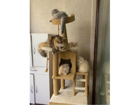 Yavru scottish fold bursa
