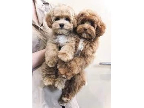 Dişi erkek dizayn sevimli maltipoo bebekler