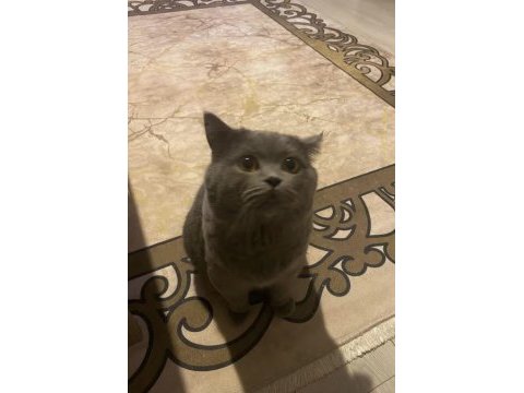 British shorthair erkek