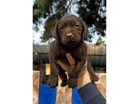 Labrador yavru köpekleri