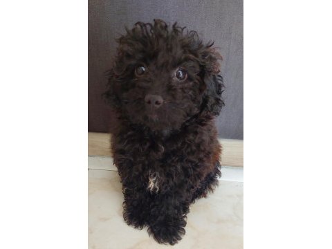 Toy poodle siyah 4 aylık dişi