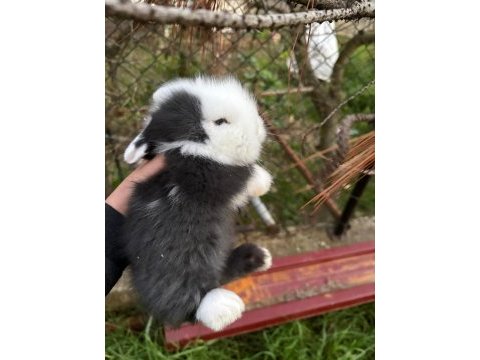 1 aylık hollanda lop tavşanı
