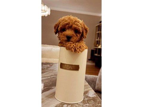 Toy poodle köpeği daha uygunu yok