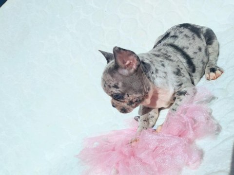 Blue merle ve silver blue fawn french bulldog bebekler