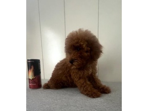 15 haziran doğumlu minik erkek ve dişi poodle