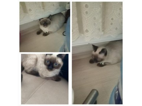 Siyam kedimi sahiplendireceğim