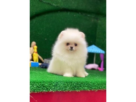 Blacks petshop garantisiyle sağlık garantili pomeranian
