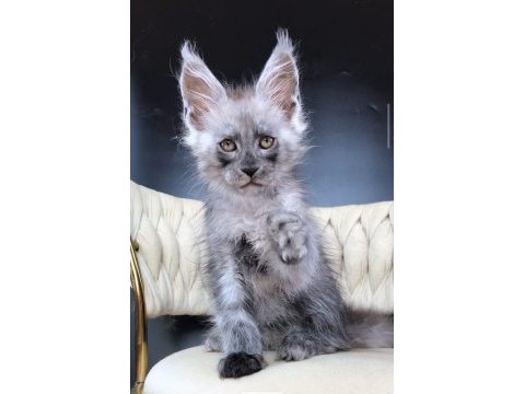 Maine coon wcf erkek black smoke