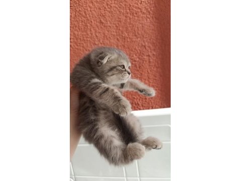 Scottish fold yavrular