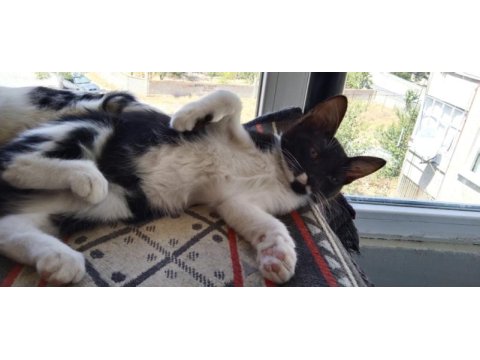 Çekingen kedidir ama sevdimi tam seviyor