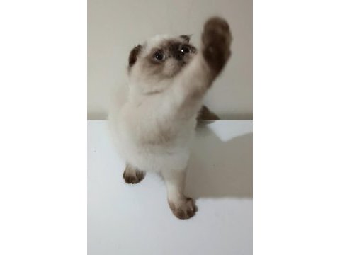 Top kafa mavi göz scottish fold erkek