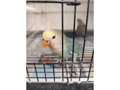 Yavru ele alıştırmalık sevda papağanı bebekler